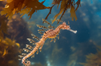 How Leafy Sea Dragons Float Motionless for Camouflage