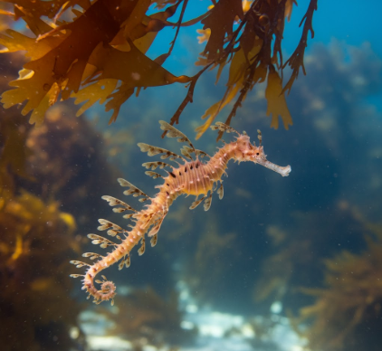 How Leafy Sea Dragons Float Motionless for Camouflage