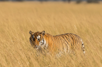 How Tigers Use Stripes for Camouflage in Grasslands