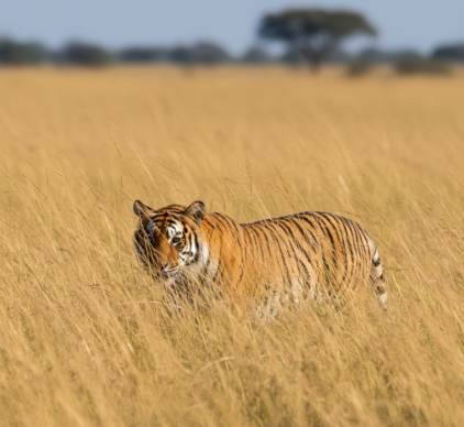 How Tigers Use Stripes for Camouflage in Grasslands