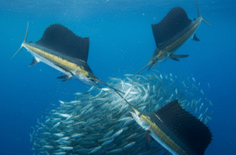 The Cooperative Foraging of Sailfish Using Bill Slashing