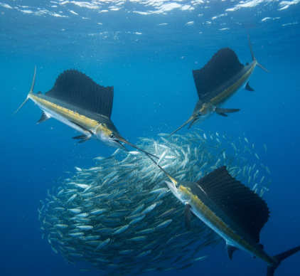 The Cooperative Foraging of Sailfish Using Bill Slashing