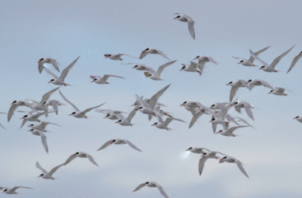 The Migration Marathon of Arctic Terns Pole to Pole