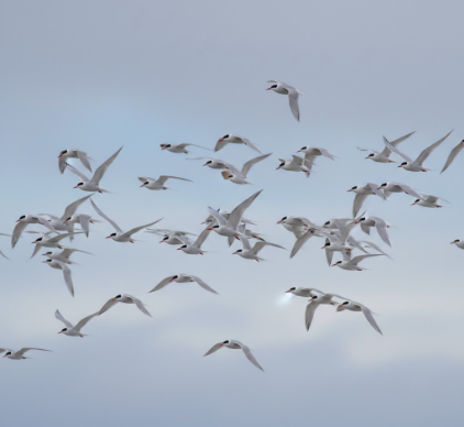The Migration Marathon of Arctic Terns Pole to Pole