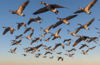 The Remarkable Navigation Skills of Migratory Birds