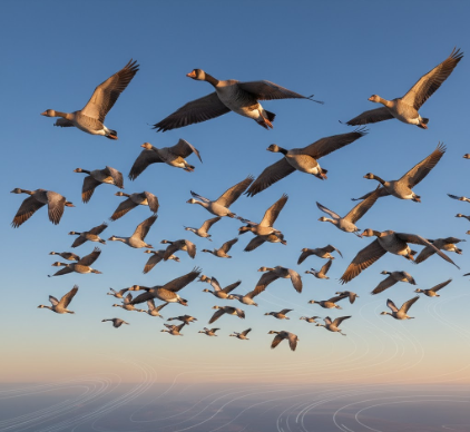 The Remarkable Navigation Skills of Migratory Birds