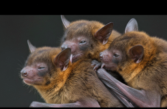 The Social Bonding of Vampire Bats Through Allogrooming