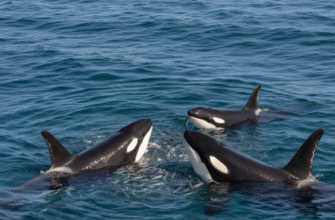The Social Learning in Killer Whale Cultural Traditions