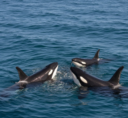 The Social Learning in Killer Whale Cultural Traditions