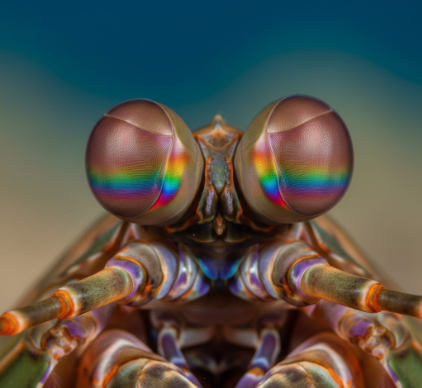Why Mantis Shrimp Have Most Complex Eyes in Nature