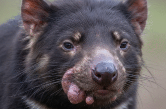 Why Tasmanian Devils Are Threatened by Facial Tumors
