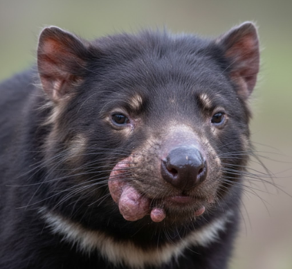 Why Tasmanian Devils Are Threatened by Facial Tumors